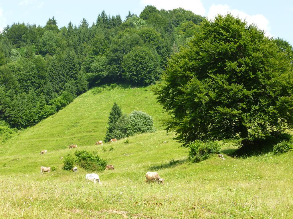 Cima D'oro Molina di Ledro